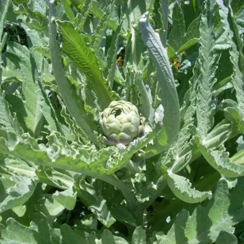 Extracto de hoja de alcachofa