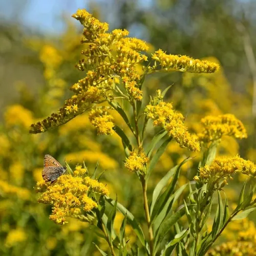 Solidago stem extract