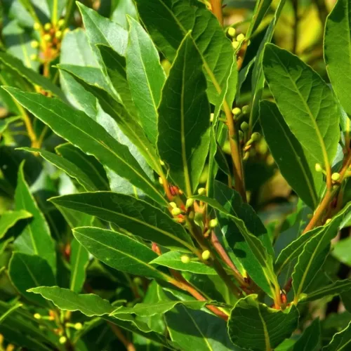 Bay leaf extract